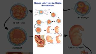 Human embryonic and foetal development 🫄  shorts medical ytshorts 💙viral trending 💉fetus yt [upl. by Ecyaj]