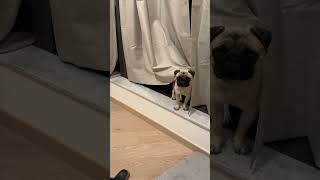 Playing with the Curtains  Poogie the Pug [upl. by Keligot]