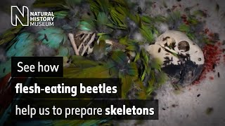 Watch as flesheating beetles strip the flesh off a macaw owl and pheasant  Natural History Museum [upl. by Eiggep]