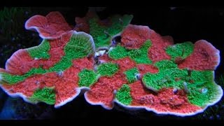 Fragging in the lab Montipora Capricornis [upl. by My417]