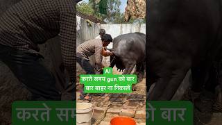 Artificial insemination  कृत्रिम् गर्भाधान shorts youtubeshorts animals trending viralvideo [upl. by Aerdnahc]