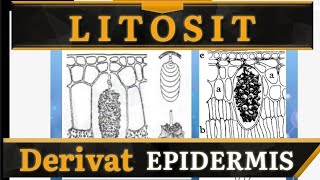 Litosit  Biozone Reborn  Derivat epidermis [upl. by Admana47]