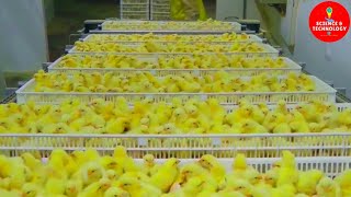 AMAZING FULL PROCESS OF MODERN HIGHTECH CHICKS HATCHERY MODERN POULTRY HATCHERY TECHNOLOGYFARMING [upl. by Stedmann168]