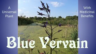 Blue Vervain A Universal Herb That Has Many Medicinal Benefits [upl. by Blum683]