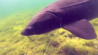 Georgian Bay Sturgeon [upl. by Cohdwell]