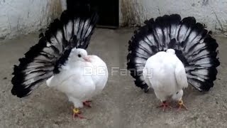 fantail pigeon breeding cage  fancy pigeon farm [upl. by Norraj]