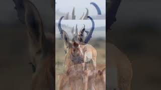 Pronghorn Antelope shorts youtubeshorts [upl. by Nelaf]