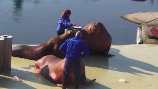 walrussen show bij dolfinarium harderwijk [upl. by Collete]