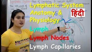 Lymphatic System in Hindi  Lymph  Lymph Nodes  Lymph Vessels  Anatomy amp Physiology [upl. by Ymme]