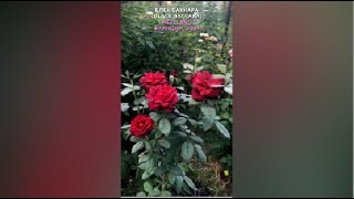 Роза Блек Баккара в моем саду 140721Black Baccara Rose in my garden Meilland 2004 shorts [upl. by Ainimre]