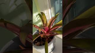 Bromeliad [upl. by Ak]