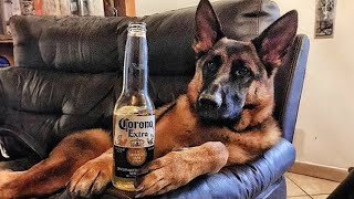 What Its Like Owning a German Shepherds 😱 FUNNIEST Dogs [upl. by Enialedam]