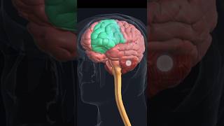 Brain anatomybrain 3d animationshorts [upl. by Anwahsed]