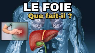 Le Foie  Tout savoir sur cet organe et comment le protéger [upl. by Minica512]