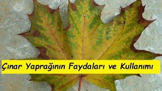 Çınar Yaprağının Faydaları ve Kullanımı [upl. by Aytida]