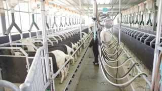 GEA Dairy Farming  Goat Herringbone Solution [upl. by Higley323]