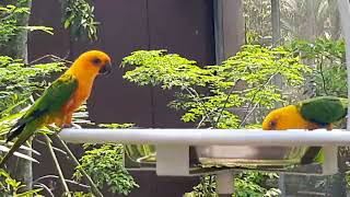 Jenday Conure  Bird Paradise Singapore [upl. by Werbel725]