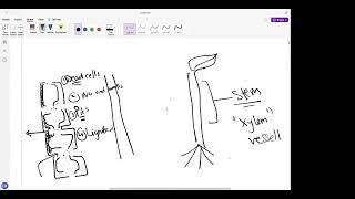 IGCSE OL Biology Master Class Transport in Plants [upl. by Taryne]