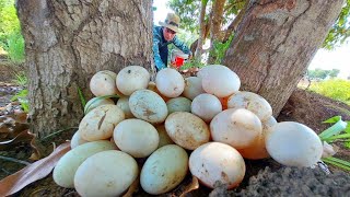 top video fishing  a fisherwoman skills pick a lots of duck eggs in under tree stump near village [upl. by Dusty]