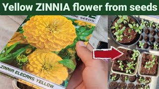 Growing zinnia from seeds  Zinnia flower growing step by step [upl. by Mandell]