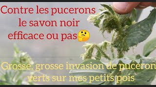 Le savon noir contre les pucerons efficace ou pas😉 [upl. by Anon603]