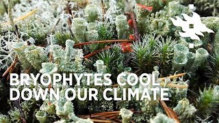 Cool bryophytes Bryophytes cool down our climate  University of Helsinki [upl. by Ynattib]