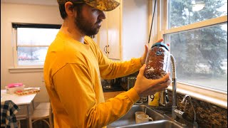 How to Grow Broccoli Sprouts in a Mason Jar [upl. by Farrington473]