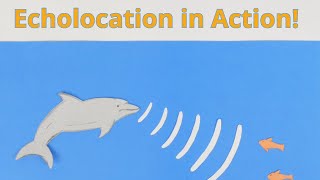 Echolocation in Action [upl. by Attenol]