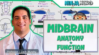 Neurology  Midbrain Anatomy amp Function [upl. by Griffis]