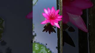 Nymphaea tetragona Lilly is an aquatic perennial flowering plant family Nymphaeaceae [upl. by Teddy]