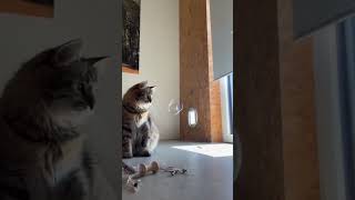 Cat playing with Bubbles😻 [upl. by Sirotek]