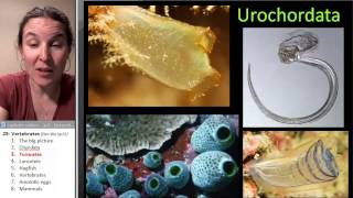 Tunicates Biology Course [upl. by Ahsenet525]