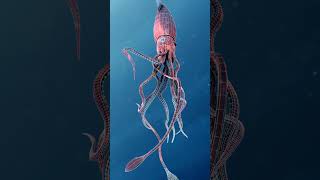 The colossal squid  largest eyes ever shorts science fishing ytshorts [upl. by Mirabella]