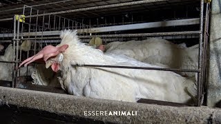 Linsostenibile produzione di uova negli allevamenti di galline  Essere Animali [upl. by Aneeh841]