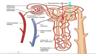 renal 4 [upl. by Dorian825]