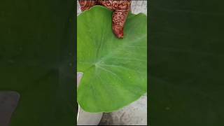 Home gardening ytshorts trending kaushal ytviral yt ytshort ytshortsindia ytshortsvideo fyp [upl. by Onivag]