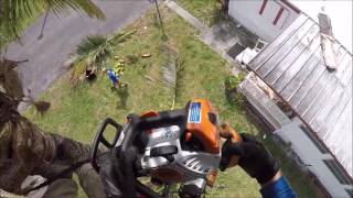 stihl ms 150 palm tree trimming srt [upl. by Gillian]