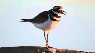 Killdeer Song [upl. by Valdas]