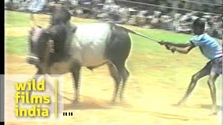 The great Indian bull fight or bull taming [upl. by Helse]