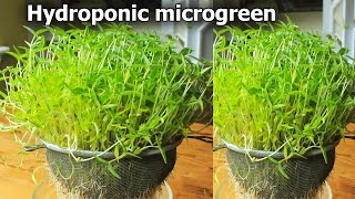 Hydroponic microgreen  How to grow microgreen  Indoor Microgreen [upl. by Gisella685]