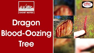 “Dragon BloodOozing Tree” To The Point [upl. by Eanil]