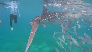 Whale sharks encountered in Cebu Philippines [upl. by Peednam]