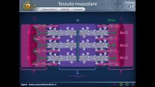 Istologia 19  Muscolare parte 1 [upl. by Wilsey]