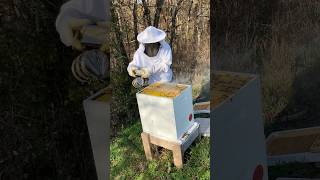 Putting sugar board on hive 8 beeslife honeybee [upl. by Austine653]