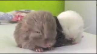 Cute Baby Chinchilla Noises Baby animals cute videos Baby animals playing together [upl. by Vickey273]