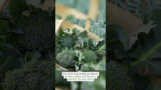 Organic Green Sprouting Calabrese Broccoli Seeds Brassica oleracea var italica Green Sprouting Cal [upl. by Aeriel]