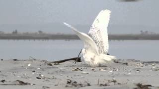 Snowy Owl vs Peregrine Falcon [upl. by Paris]