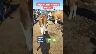 Afyon Canlı Hayvan Pazarı canlıhayvan damızlık cow dana düve simental bull inek animals [upl. by Warila]