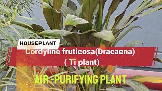 Cordyline fruticosa DracaenaTi plant Good luck plant [upl. by Redvers]