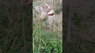 You will not find more beautiful goats than these goats in Thar goatlings [upl. by Ahsimin]